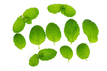 Naklejka na ściany i meble Fresh and green mint leaves