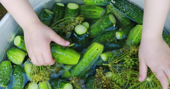 cooking lightly salted pickled cucumbers