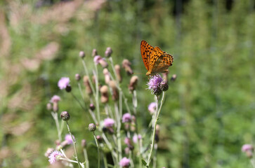 Beautiful butterflies sit on flowers and drink nectar