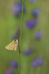 Schmetterling Dickkopffalter isoliert auf einem Stängel vor unscharfen lila Blüten