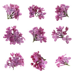 Fototapeta na wymiar Set of fragrant lilac flowers on white background