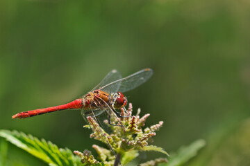 Fototapeta na wymiar große rote Libelle auf einer Pflanze Sympetrum vulgatum Heidelibelle