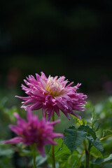 Obraz premium Light Purple Flower of Dahlia in Full Bloom 