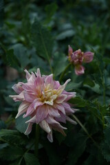 Faint Pink Flower of Dahlia in Full Bloom
