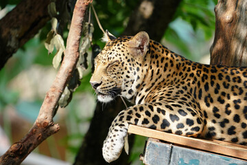 leopard, Panthera pardus hides behind the bushes, faces out.      