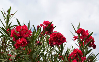 Pink Nerium oleander tropical flowers in the garden of Tenerife,Canary Islands,Spain.Selective...