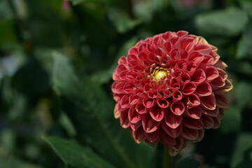 Orange and Cream Flower of Dahlia in Full Bloom

