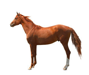 Chestnut horse standing on white background. Beautiful pet