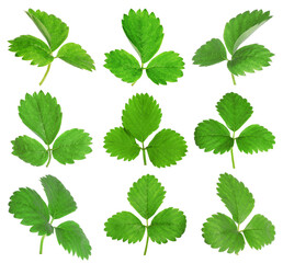 Set of green strawberry leaves on white background