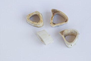 Marrow bones have been eaten on white with copy space,top view