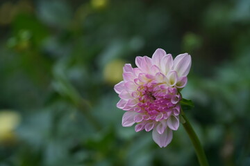 Faint Pink Flower of Dahlia in Full Bloom
