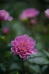 Obraz premium Light Purple Flower of Dahlia in Full Bloom 