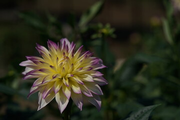 Cream Flower of Dahlia in Full Bloom
