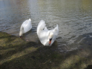 swans on the lake