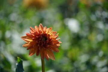 Orange and Cream Flower of Dahlia in Full Bloom
