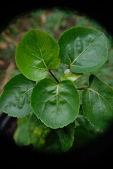 Close up of Polyscias scutellaria. Polyscias scutellaria in the garden. 