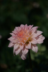 Light Pink Flower of Dahlia in Full Bloom
