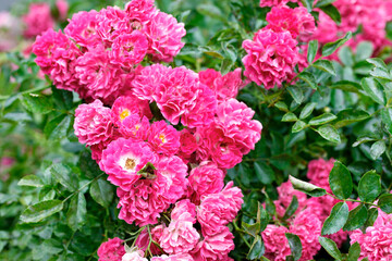 Gorgeous bush of a curly pink-red rose blooming in the summer garden.