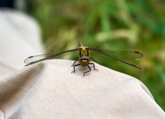 Close up of dragonfly on the bright surface
