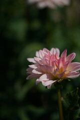 Light Pink Flower of Dahlia in Full Bloom
