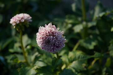 Variegated, White and Purple Flower of Dahlia in Full Bloom
