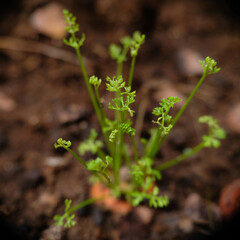 Growing carrot in the garden.