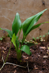 Growing aromatic ginger in the garden. Close up of aromatic ginger.