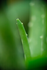 Growing Aloevera in the garden. Close up of Aloevera plant. 