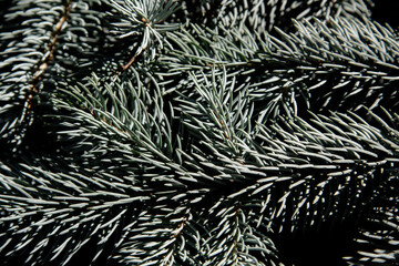 Texture of pine branch
