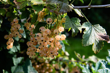 white currant bush