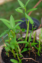 Close up of water spinach leaves. Growing water spinach in a pot. 