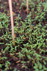 Close up of spinach leaves. Growing spinach in a pot. 