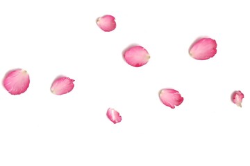 Blurred a group of sweet pink rose corollas on white isolated background with softly style and copy space 
