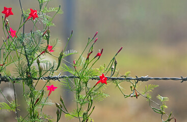 Ipomoea Hederfolia Flower or Scarlet Morning Glory Flower