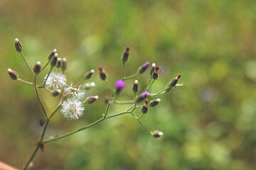 Crassocephalum crepidioides flower with bokeh background