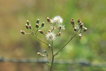 Crassocephalum crepidioides flower with bokeh background	
