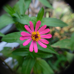 Close up pink Zinnia flower. Pink Zinnia flower in tropical garden.