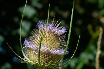 cardère sauvage 