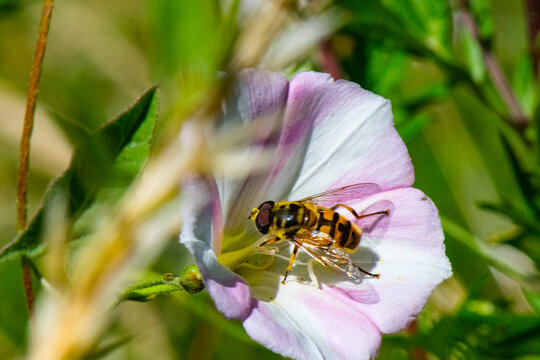 syrphe dans fleur de liseron