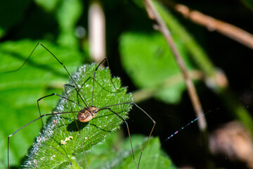 Faucheur, Faucheuse, Opilions