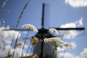 Common yarrow (Achillea millefolium) in front of an out of focus old Dutch windmill in a meadow