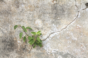 Small plant in cracked concrete wall 