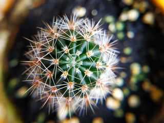 cactus close up
