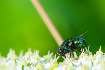 mouche vert pollinisant  une ombéliforme