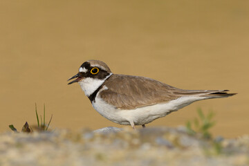 Little Ringed Plover male standing motionless with open beak, closeup. Looking for food. Genus species Charadrius dubius.