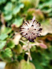 Faded flower, funny faded flower, macro of a faded, background