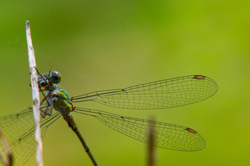 Leste vert ©  - Erick M - 