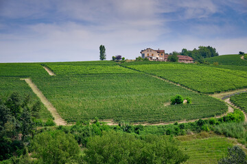 Fototapeta na wymiar Vineyards rolling hills of the Langhe