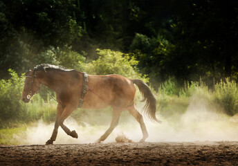 HORSE © art