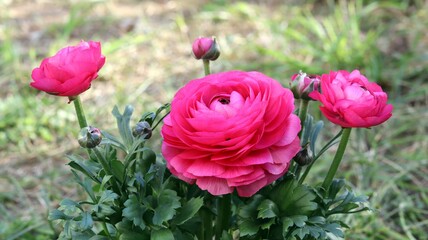 pink ranunculus in garden at growing